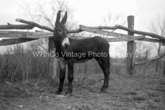 Mules-38-5745