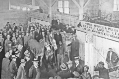 31_1940s_Mule_Auction