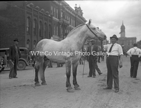 Mule Day 1935