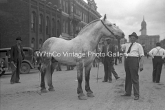 Mule Day 1935