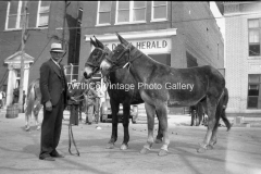 Mule day 1934
